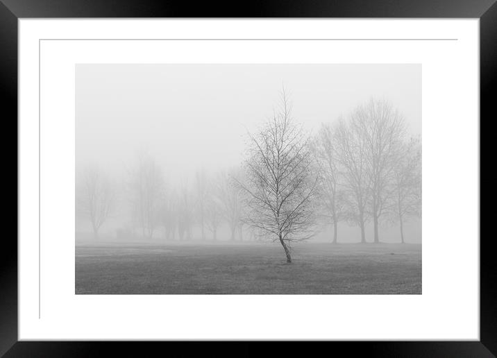 silver birch in fog Framed Mounted Print by mark Smith