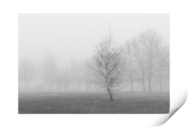 silver birch in fog Print by mark Smith