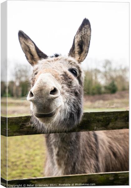 Very Curious Farmyard Donkey Canvas Print by Peter Greenway
