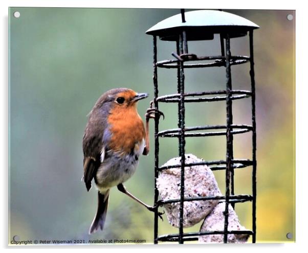 Robin on garden feeder Acrylic by Peter Wiseman