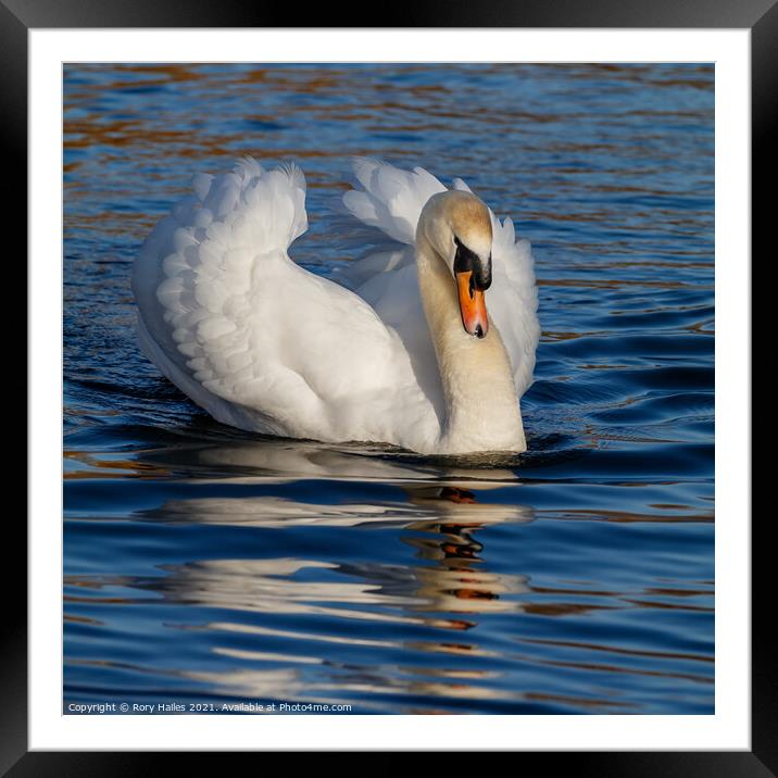 Swan Framed Mounted Print by Rory Hailes