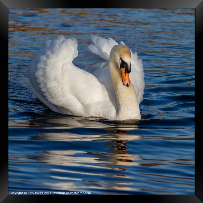 Swan Framed Print by Rory Hailes