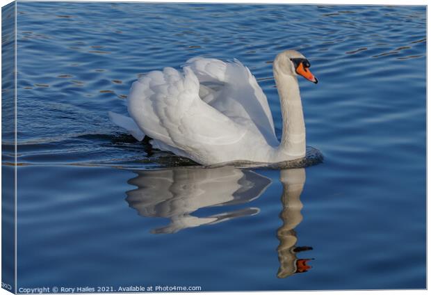 Swan  Canvas Print by Rory Hailes