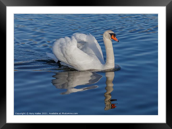 Swan  Framed Mounted Print by Rory Hailes