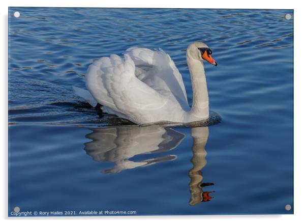 Swan  Acrylic by Rory Hailes