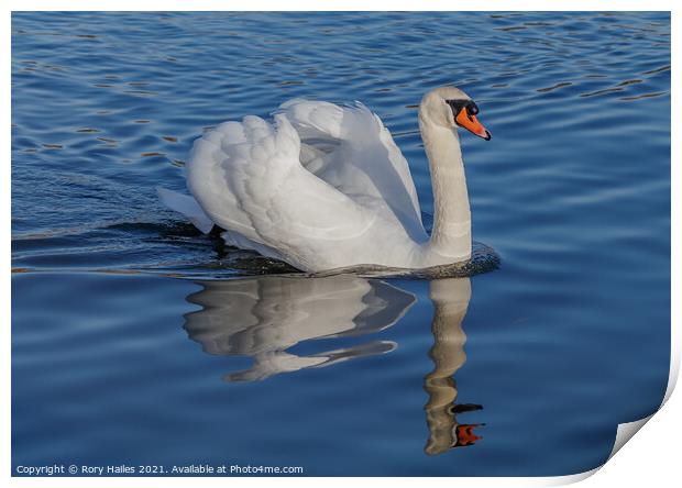Swan  Print by Rory Hailes