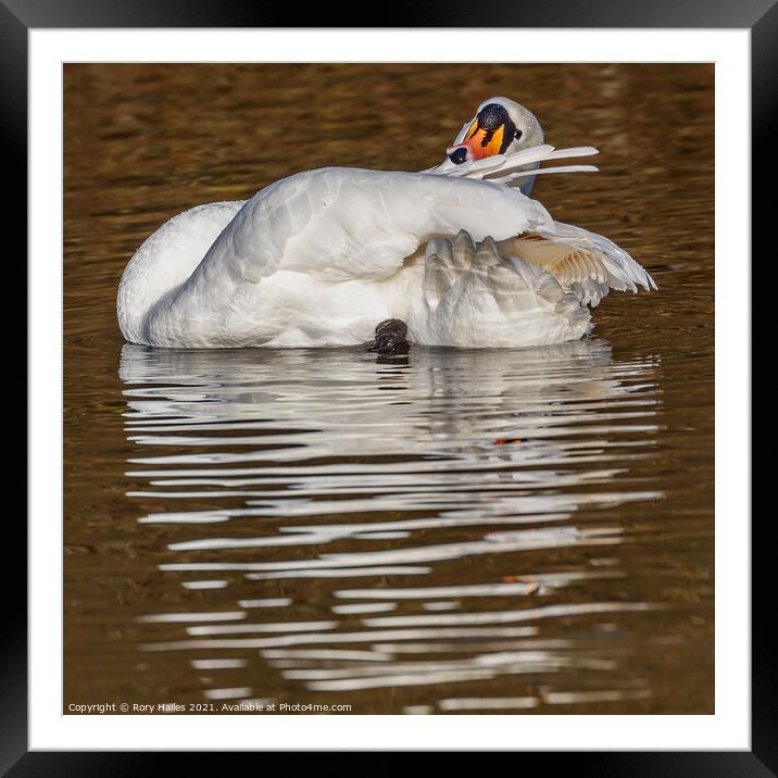 Swan taking it easy Framed Mounted Print by Rory Hailes