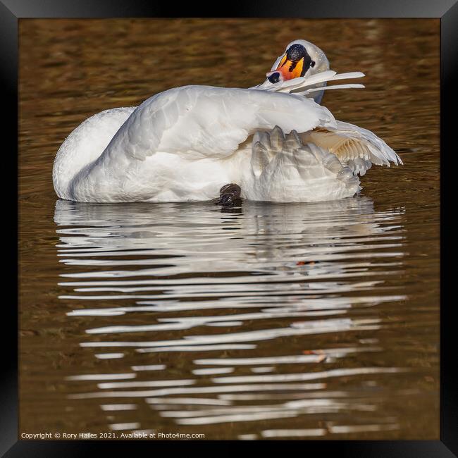 Swan taking it easy Framed Print by Rory Hailes