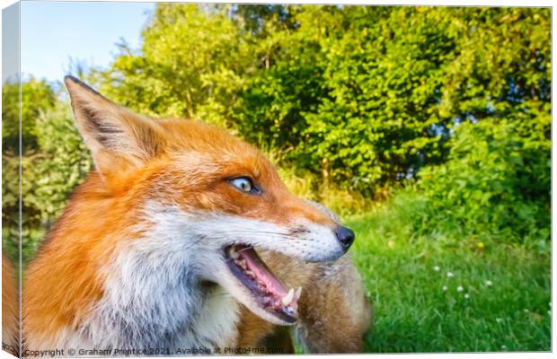 Lovely Russet Fox in the Sun Canvas Print by Graham Prentice
