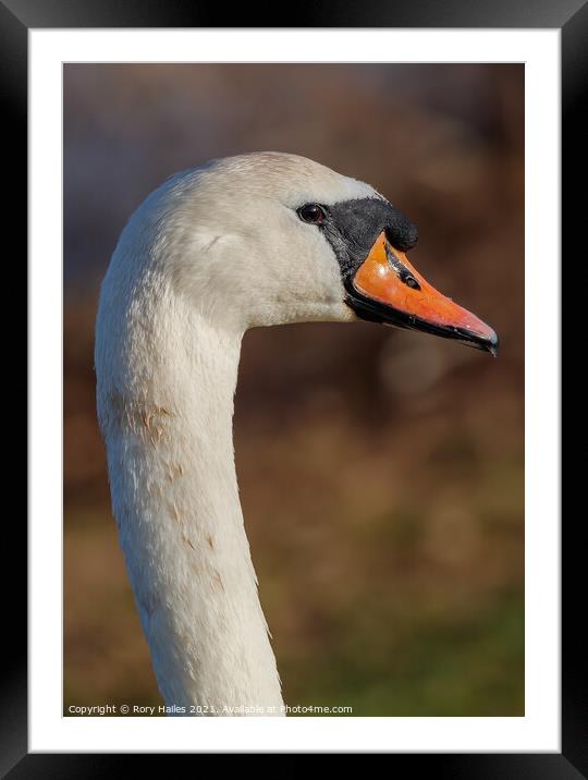 Swan's neck Framed Mounted Print by Rory Hailes
