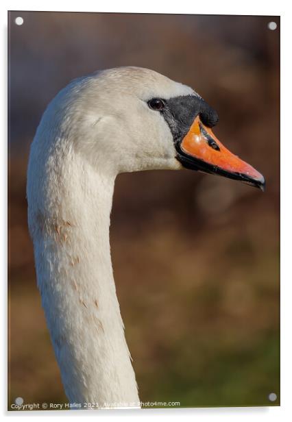 Swan's neck Acrylic by Rory Hailes