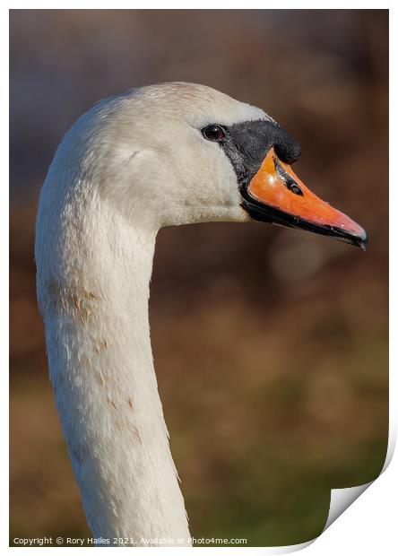 Swan's neck Print by Rory Hailes