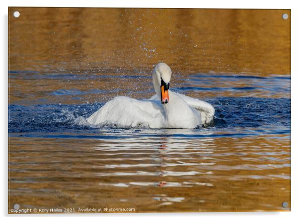 Swan having splash Acrylic by Rory Hailes