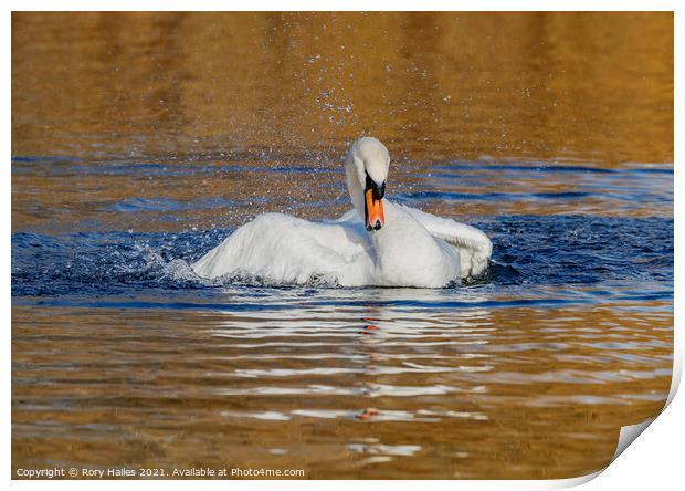 Swan having splash Print by Rory Hailes