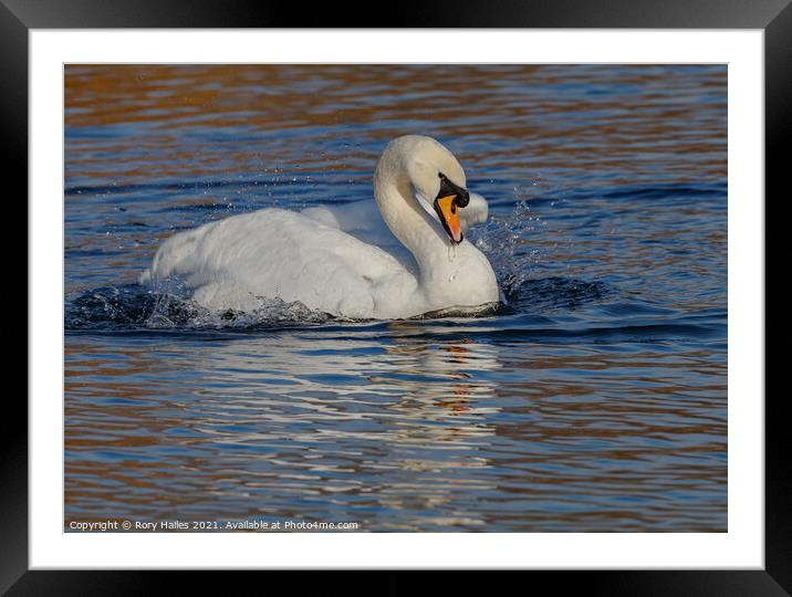 Swan on the move Framed Mounted Print by Rory Hailes