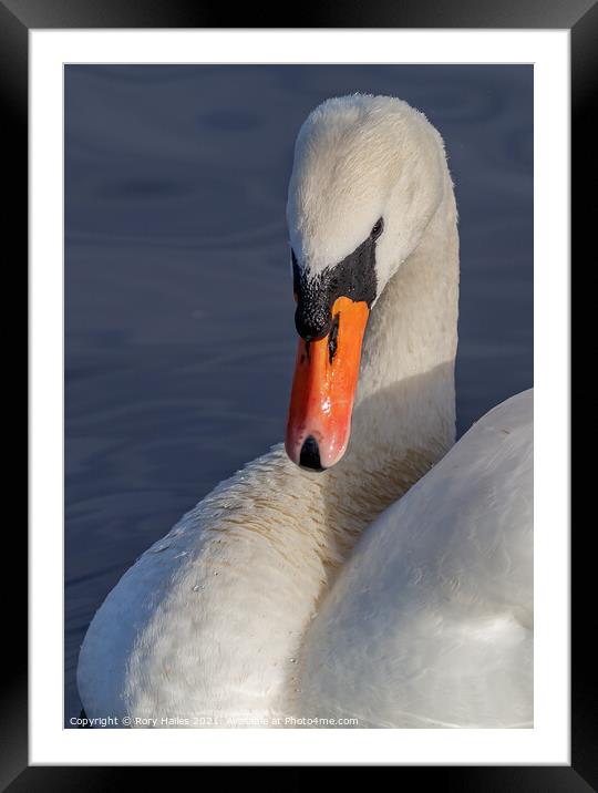 Portrait of a swan Framed Mounted Print by Rory Hailes