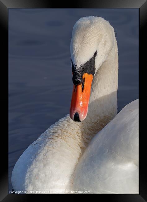 Portrait of a swan Framed Print by Rory Hailes