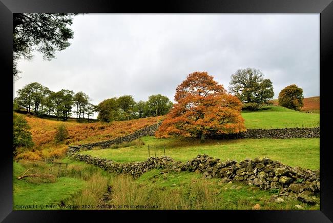 Autumn colours, St. John's in the Vale,  Keswick Framed Print by Peter Wiseman