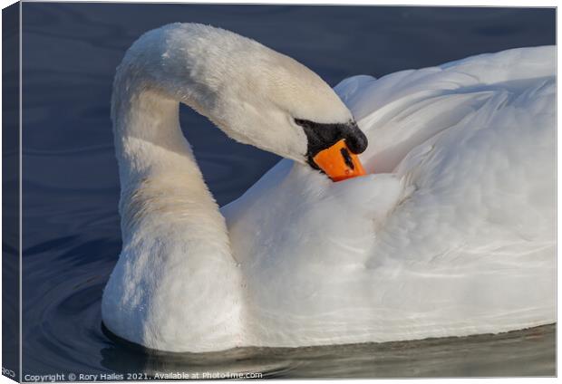 Swan cleaning its feathers Canvas Print by Rory Hailes