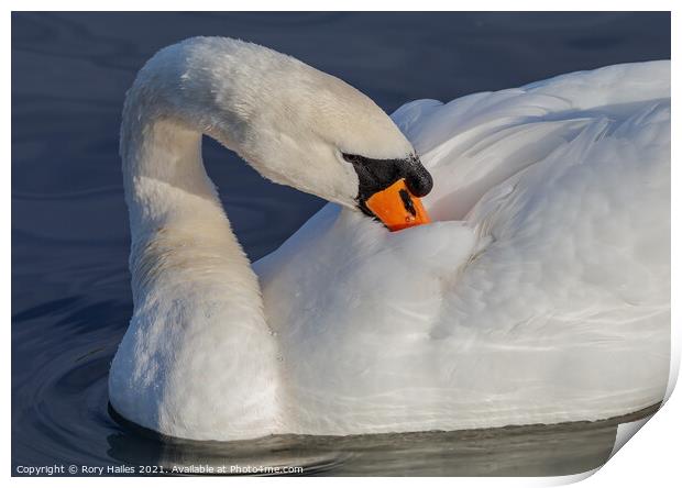 Swan cleaning its feathers Print by Rory Hailes