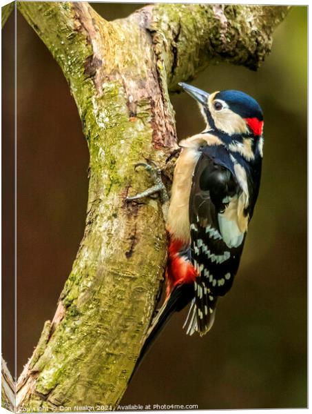 Majestic Great Spotted Woodpecker Canvas Print by Don Nealon