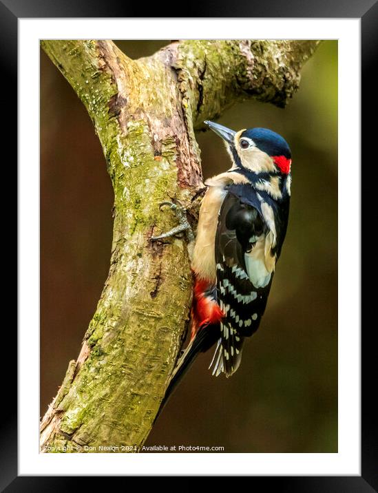 Majestic Great Spotted Woodpecker Framed Mounted Print by Don Nealon