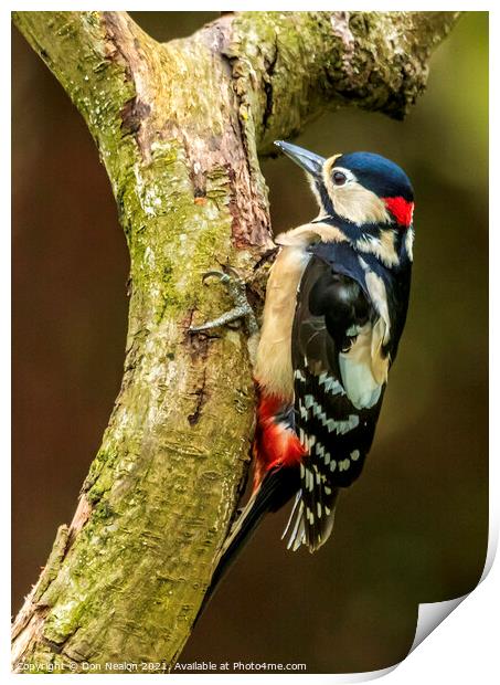 Majestic Great Spotted Woodpecker Print by Don Nealon