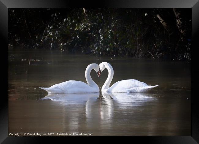 Swan heart Framed Print by David Hughes