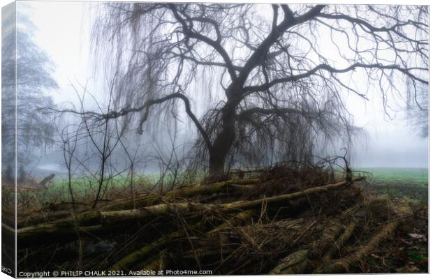 Weeping willow in the mist 392  Canvas Print by PHILIP CHALK