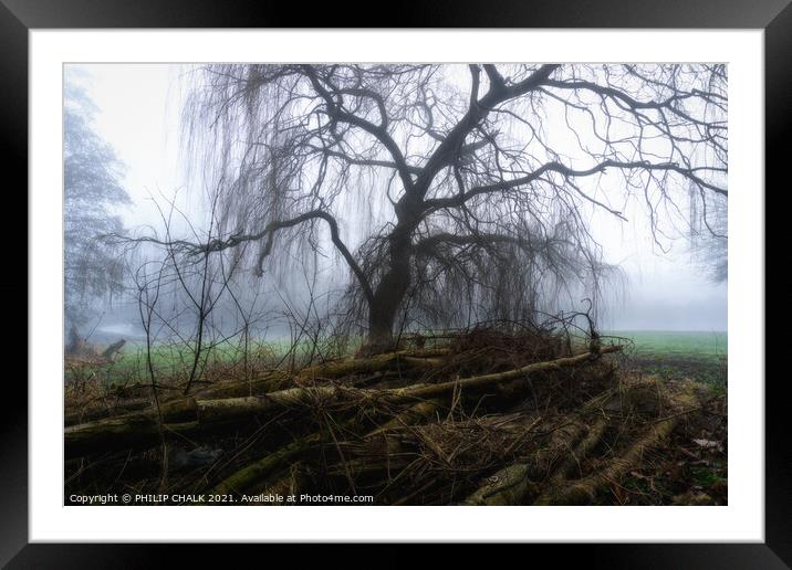 Weeping willow in the mist 392  Framed Mounted Print by PHILIP CHALK