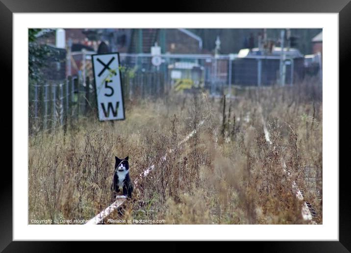 Cat on track Framed Mounted Print by David Hughes