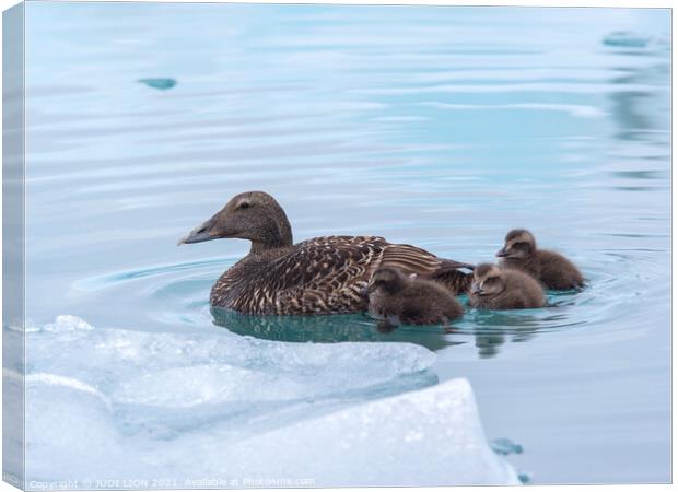 An Eider Duck with her ducklings Canvas Print by JUDI LION