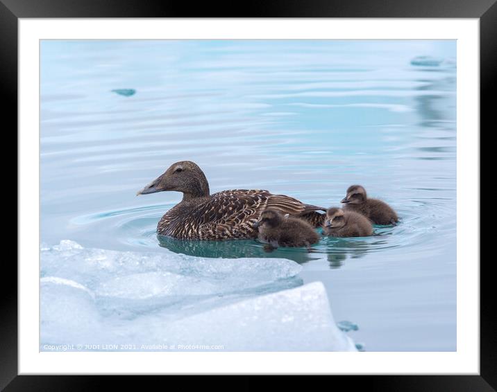 An Eider Duck with her ducklings Framed Mounted Print by JUDI LION