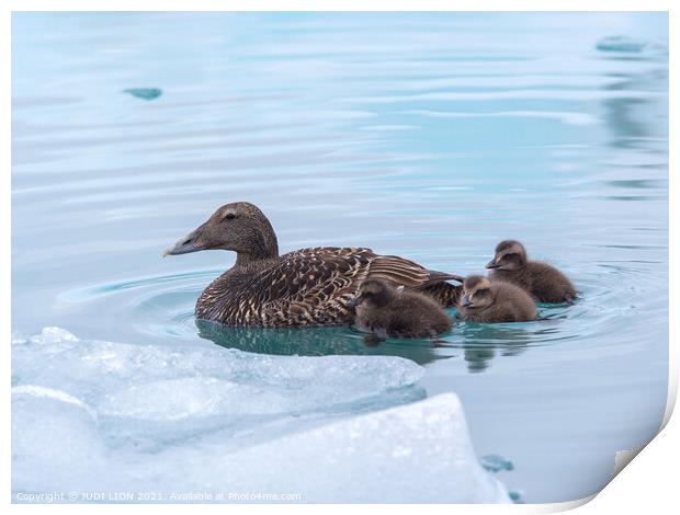 An Eider Duck with her ducklings Print by JUDI LION