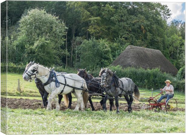 Ploughing the old fashioned way Canvas Print by JUDI LION