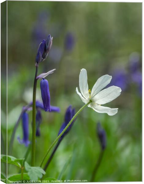 Bluebells and Wood Anemone Canvas Print by JUDI LION