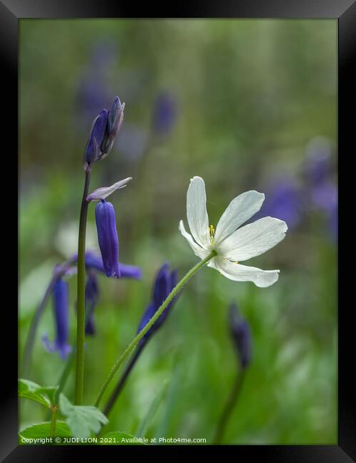 Bluebells and Wood Anemone Framed Print by JUDI LION