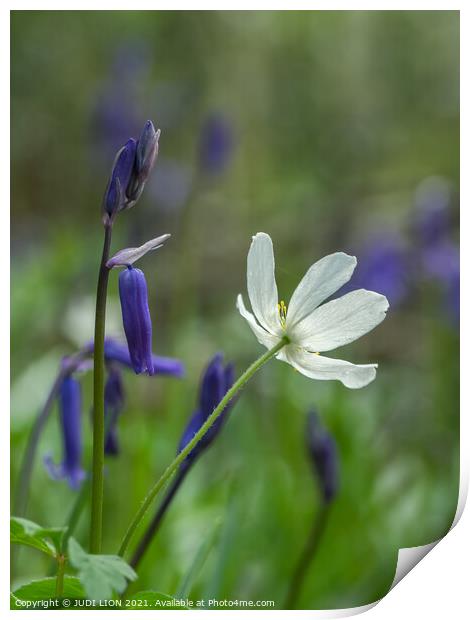 Bluebells and Wood Anemone Print by JUDI LION