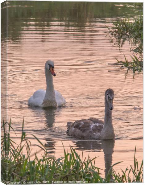 Swan and Cygnet at Sunset Canvas Print by JUDI LION