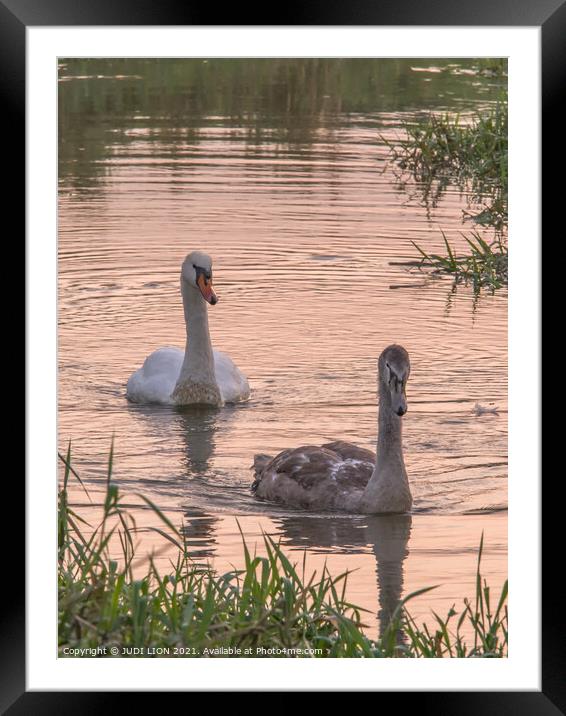 Swan and Cygnet at Sunset Framed Mounted Print by JUDI LION