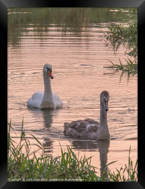Swan and Cygnet at Sunset Framed Print by JUDI LION