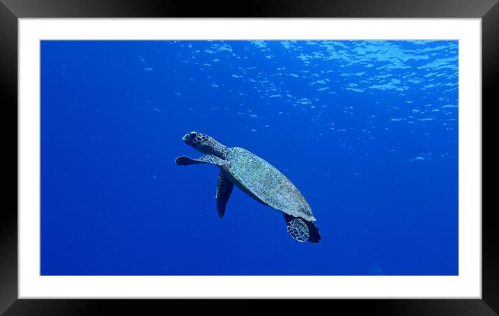 Turtle swimming in sea Framed Mounted Print by mark humpage