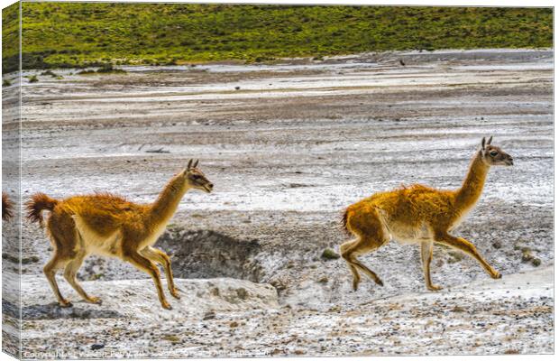 Guanacos Wild Lamas Running Torres del Paine National Park Chile Canvas Print by William Perry