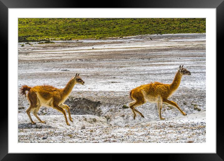 Guanacos Wild Lamas Running Torres del Paine National Park Chile Framed Mounted Print by William Perry