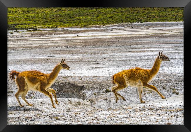 Guanacos Wild Lamas Running Torres del Paine National Park Chile Framed Print by William Perry