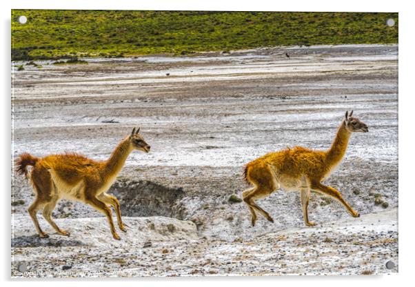 Guanacos Wild Lamas Running Torres del Paine National Park Chile Acrylic by William Perry