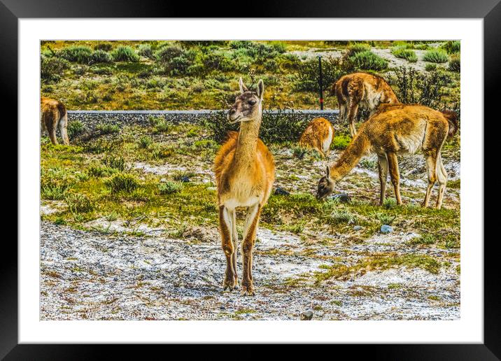 Guanacos Wild Lamas Torres del Paine National Park Chile Framed Mounted Print by William Perry
