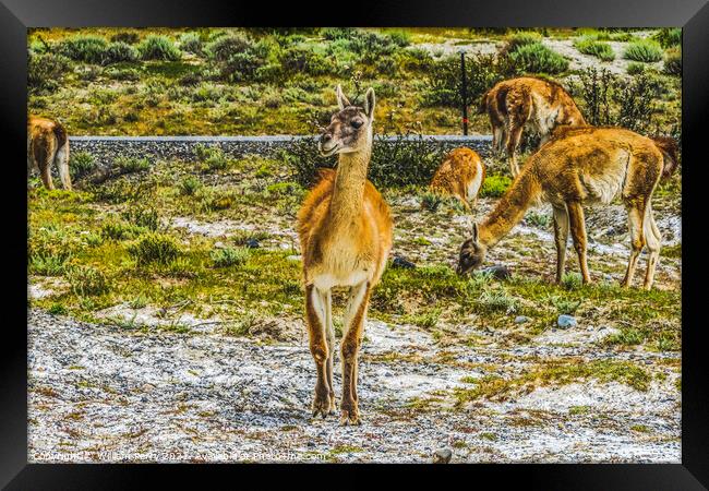 Guanacos Wild Lamas Torres del Paine National Park Chile Framed Print by William Perry