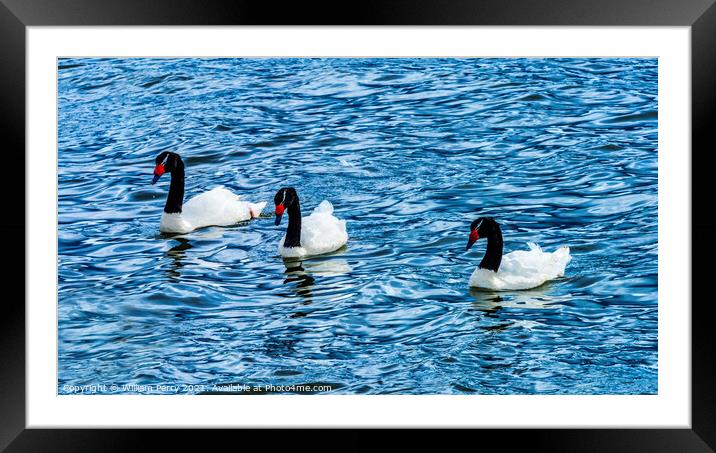 Black-necked Swans Punta Natales Chile Framed Mounted Print by William Perry
