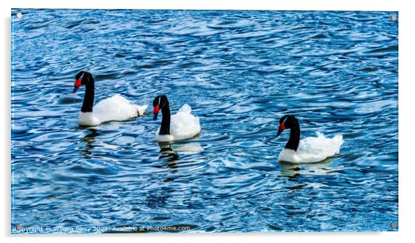 Black-necked Swans Punta Natales Chile Acrylic by William Perry